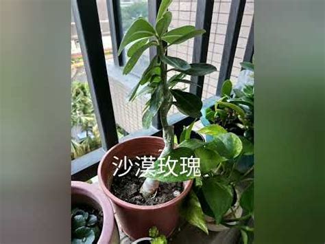 全日照植物西曬